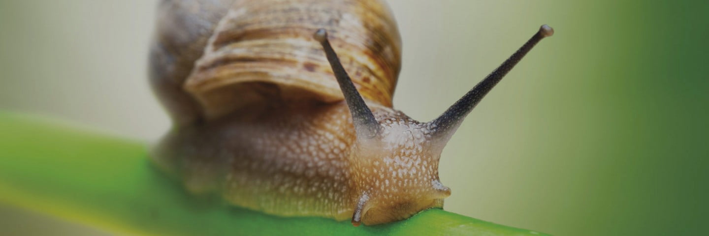 snail farming franchise opportunities